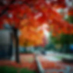 Vibrant autumn leaves in JVC community park